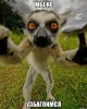 lemur_my_ne_uzbagoimsja.jpg